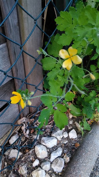 Annexe chélidoine près (337 x 600).jpg