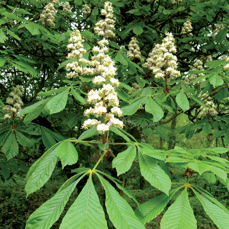 Annexe plantes_0026_Marronier-dInde.jpg