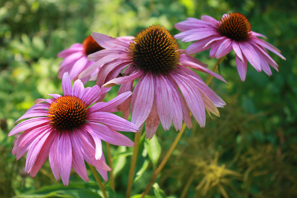 Annexe L-echinacee-5-benefices-d-une-super-plante_width1024.jpg