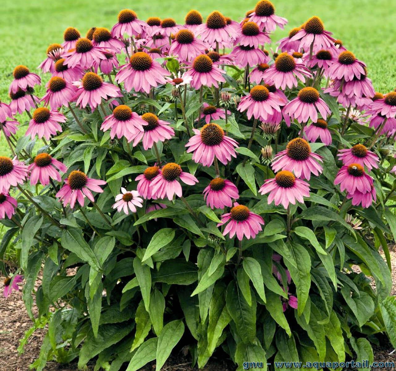 Annexe echinacea-purpurea.jpg