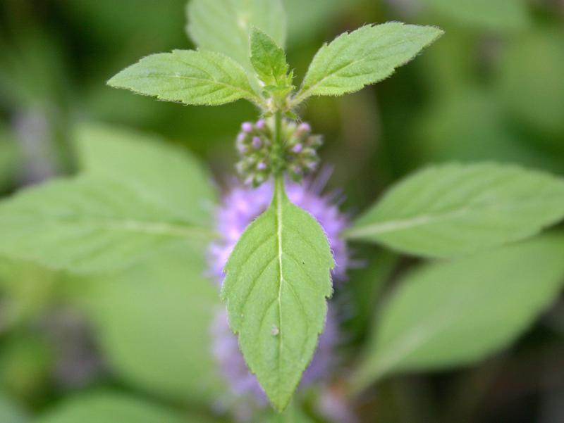 Annexe mentha.jpg