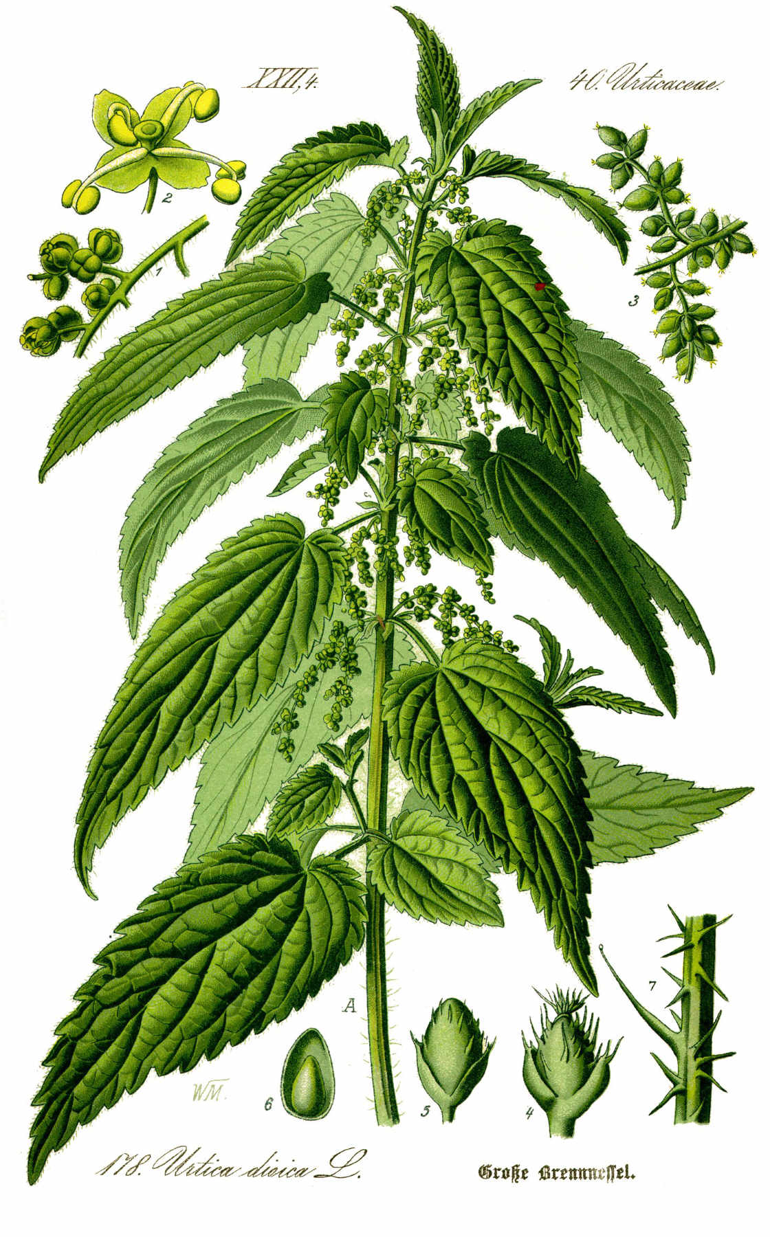 Annexe ortie_urtica_dioica-l-herboristerie.jpg