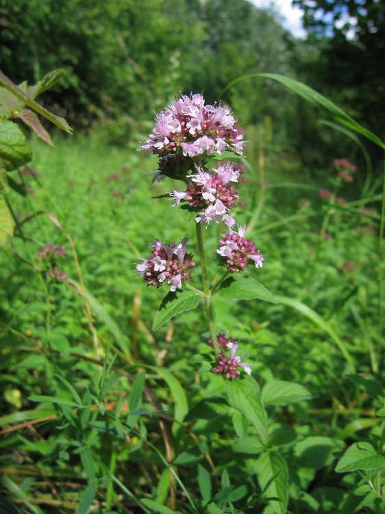 Annexe Origan commun2.jpg