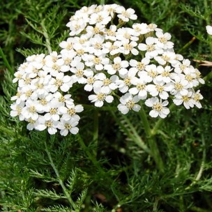 Annexe achillea-millefolium-achillée-millefeuille-graines.jpg