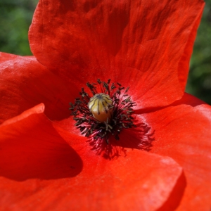 Annexe img-000244988CRS.jpg