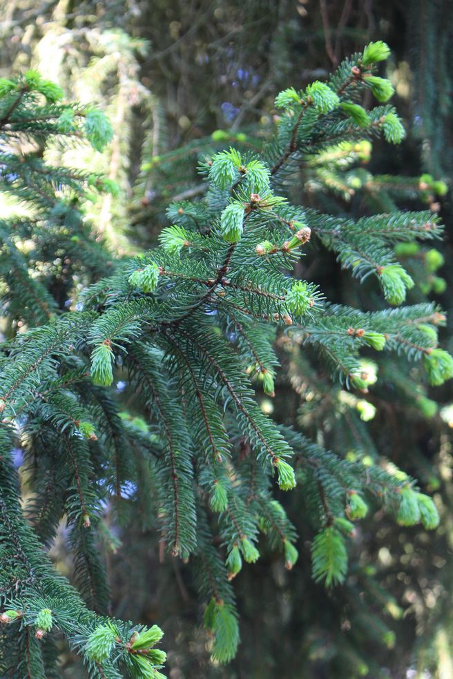 Annexe epicea bourgeons.jpg