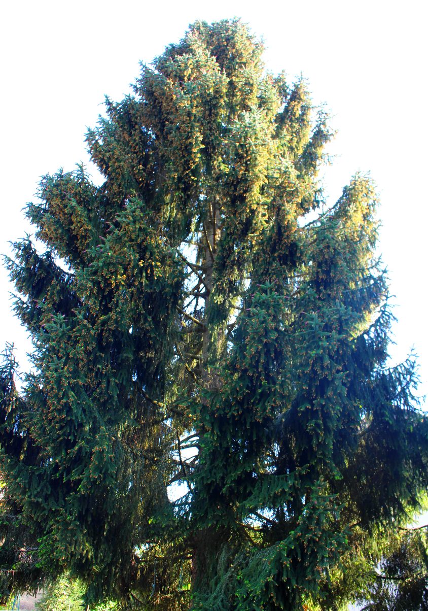 Annexe picea abies.jpg