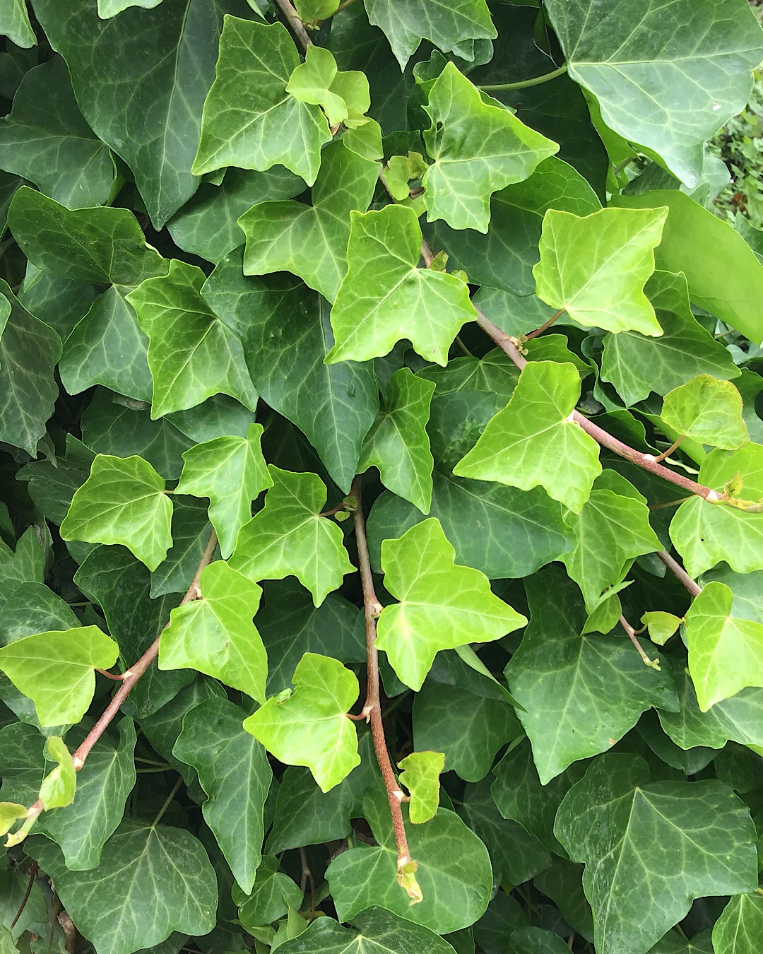 Annexe Lierre grimpant - Hedera helix 1.JPG