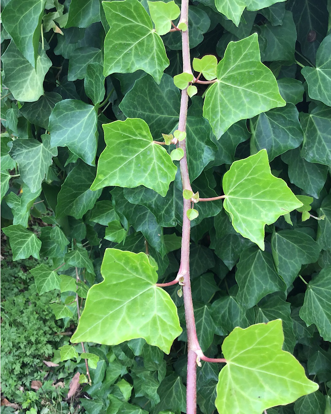 Annexe Lierre grimpant - Hedera helix 2.JPG