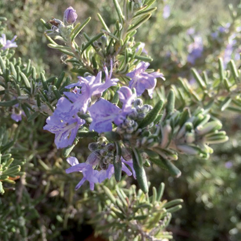 Annexe plantes_0011_Romarin.jpg