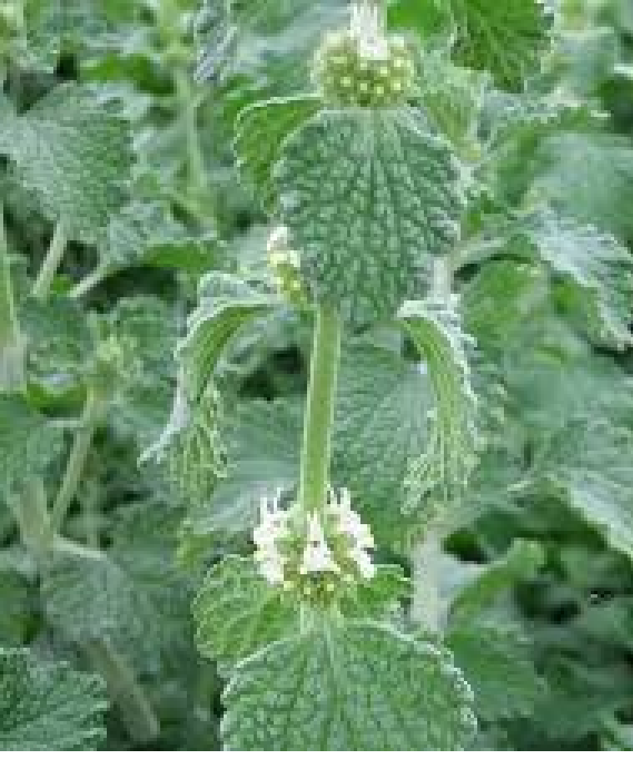 Annexe Marrube blanc.png