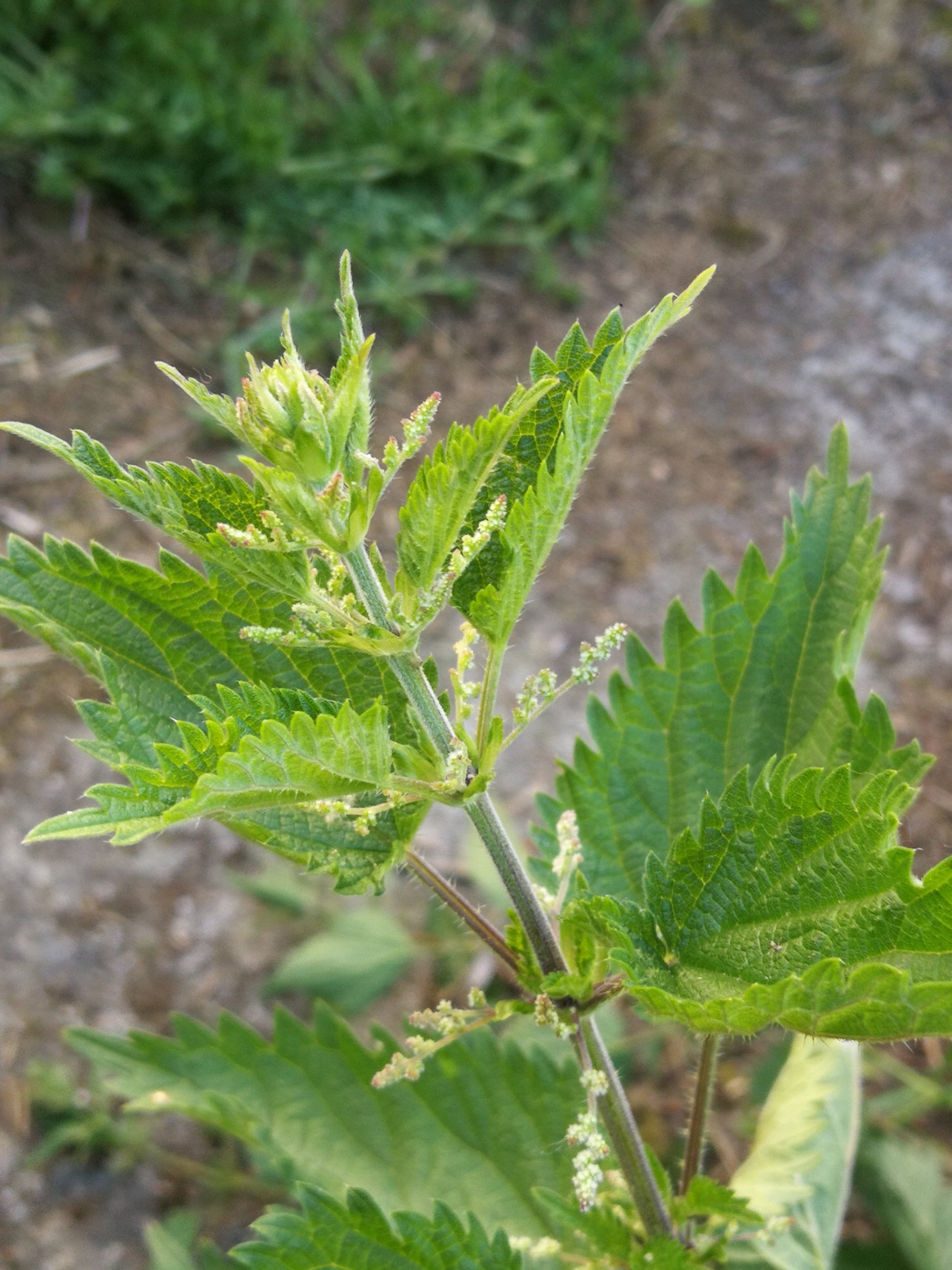 Annexe IMG_20180511_181556.jpg