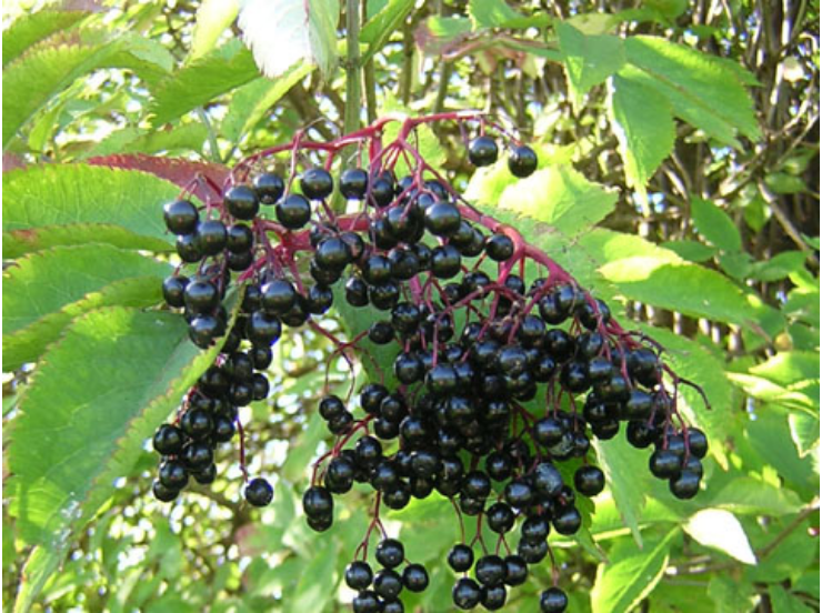 Annexe Sureau noir.png