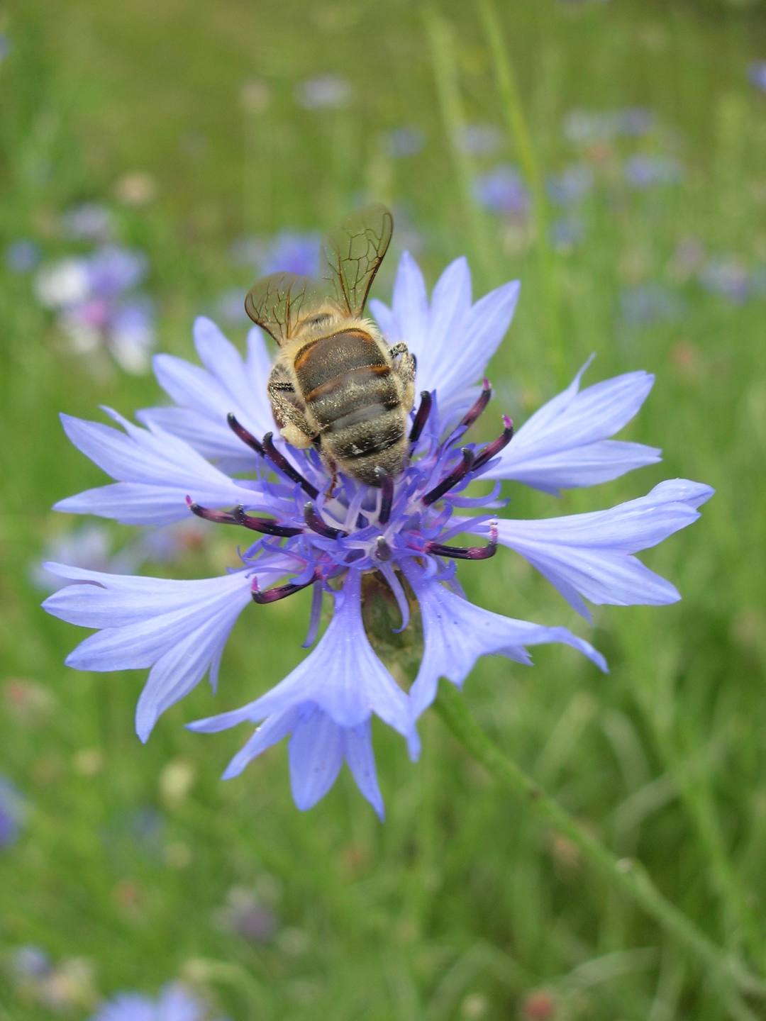 abeille butinant fleur de bleuet