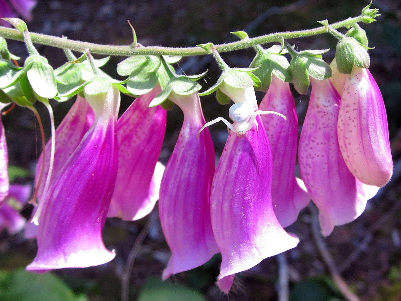 araignée sur digitale pourpre