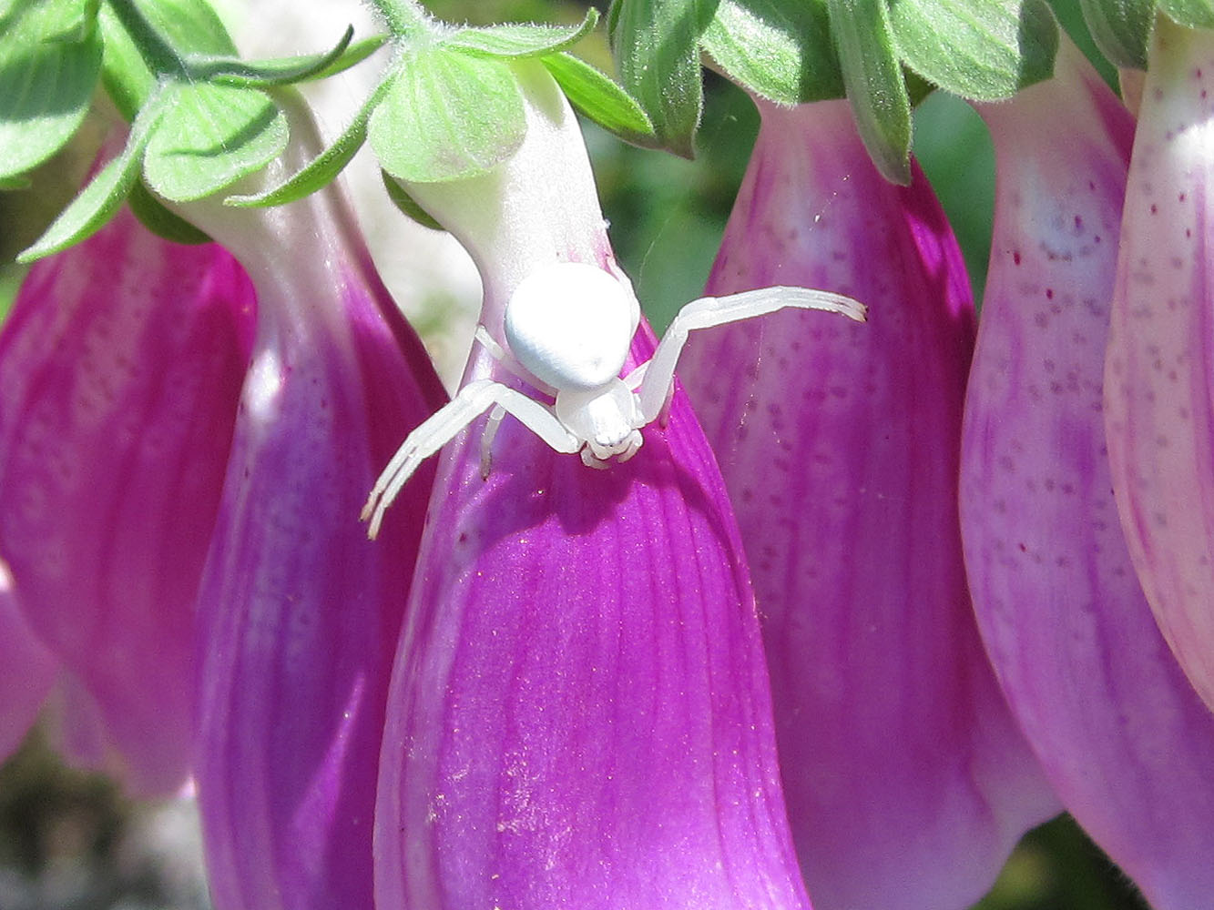 araîgnée-crabe sur digitale pourpre