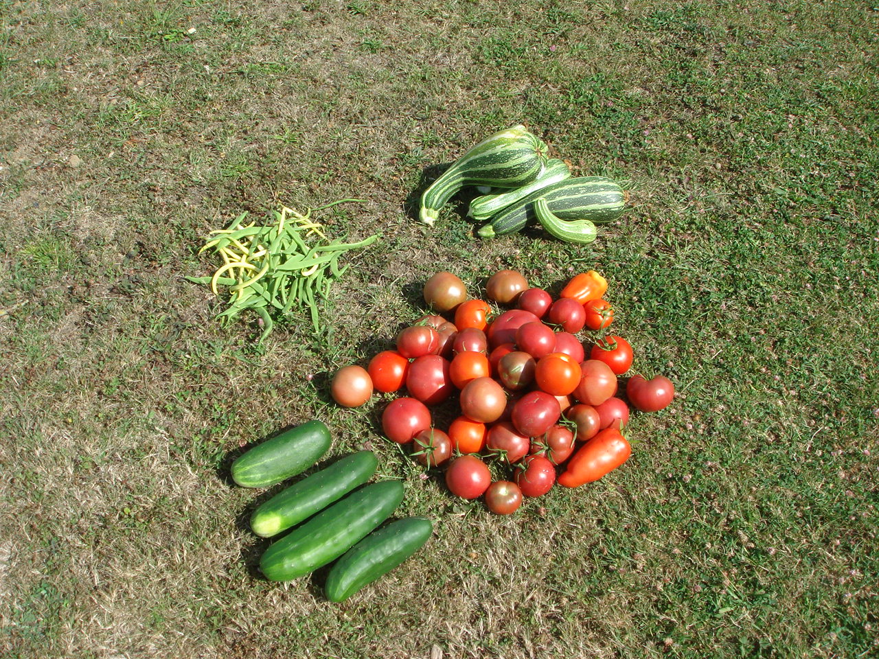 récolte au jardin : tomates....
