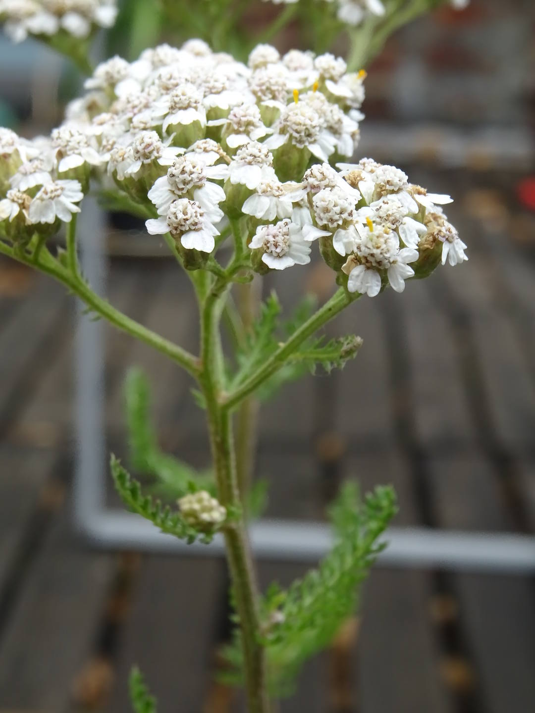 Achillée millefeuille