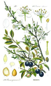 les fruits sont les prunelles