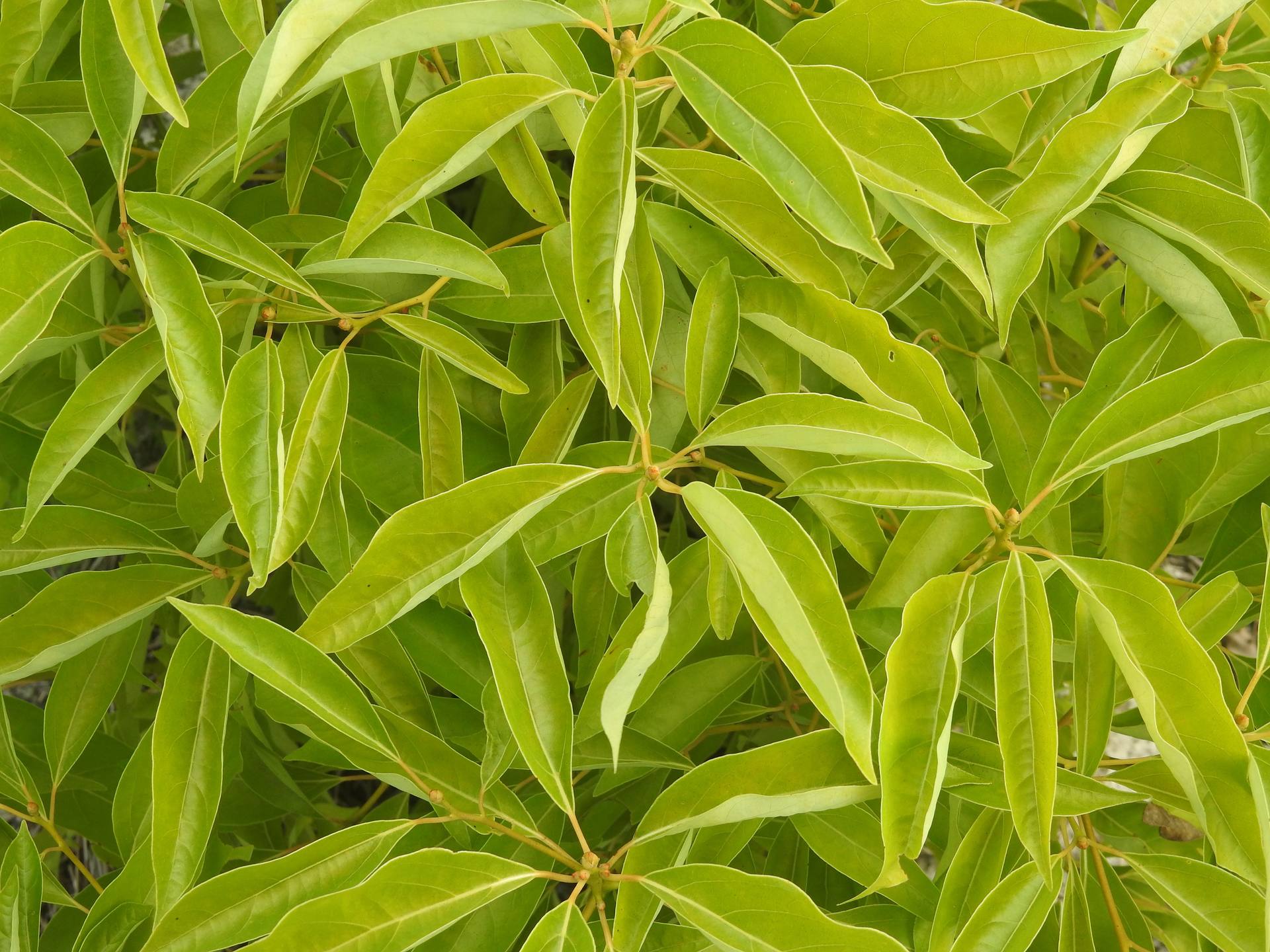 Feuilles de ravintsara