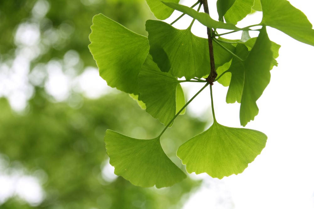 Ginko biloba