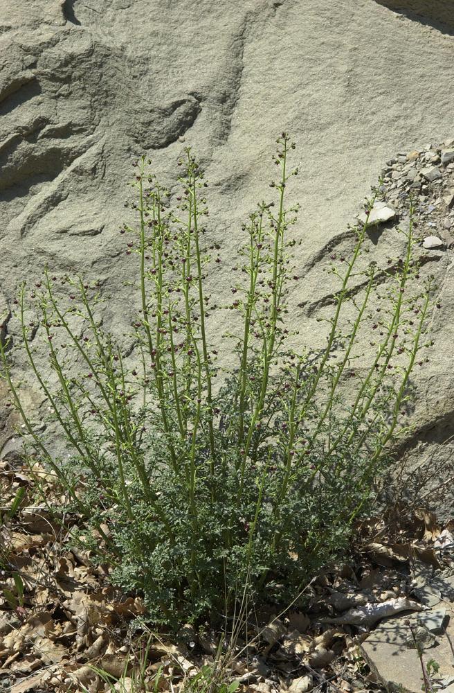 Cette scrofulaire pousse dans les rocailles, les éboulis, alluvions, sols sableux et au bord des chemins. Les feuilles sont complètement divisées en lobes eux-mêmes découpés. Ses fleurs sont très discrètes, d’un beau pourpre taché de blanc, les étamines dépassant largement de la corolle. Ses feuilles sont pennées, très divisées.