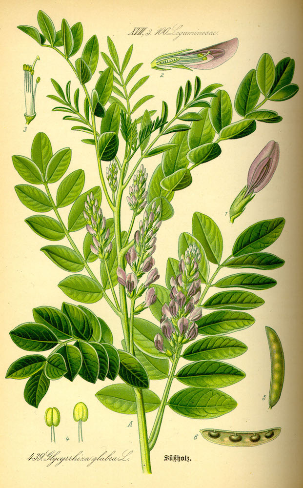 Glycyrrhiza glabra, planche botanique
