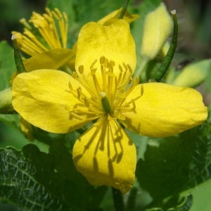 . Plante vivace, à suc jaune et à odeur vireuse  - tige de 30-80 cm, dressée, rameuse, fragile, velue  - feuilles pennatiséquées, à 5-7 segments ovales, incisés-lobés, glauques en dessous  - fleurs jaunes, petites, presque en ombelle, à pédoncules inégaux  - sépales jaunâtres  - pétales roulés régulièrement dans le bouton  - style très court  - 2 stigmates obliques  - capsule linéaire, longue de 3-4 cm, glabre, à 1 loge, à 2 valves s'ouvrant de bas en haut  - graines sur 2 rangs.