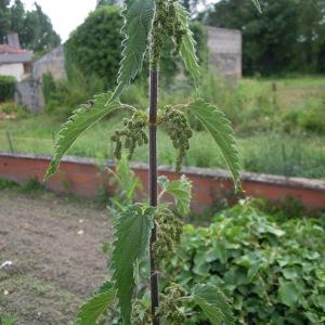 propriété médicinale de l'ortie
