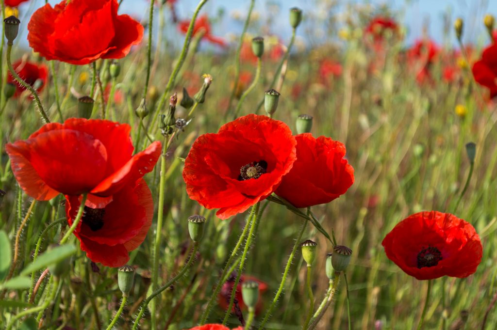 Coquelicot