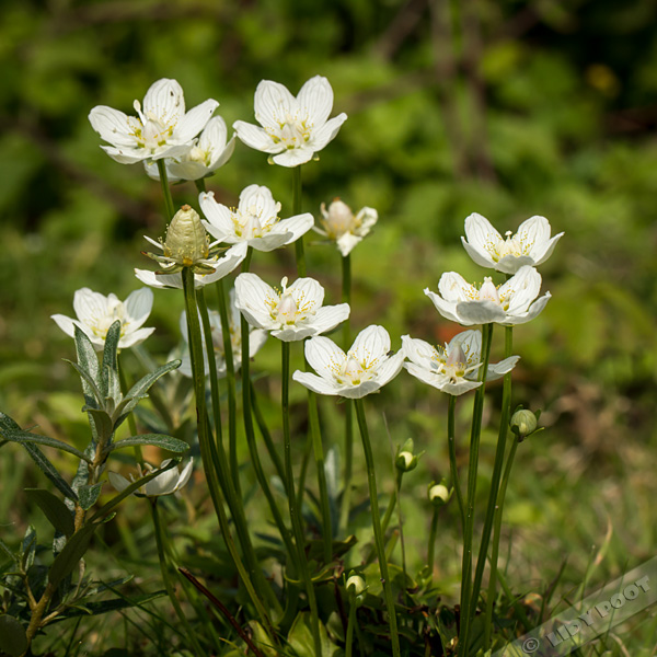 parnassia