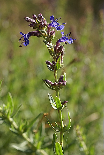 hysope en fleurs