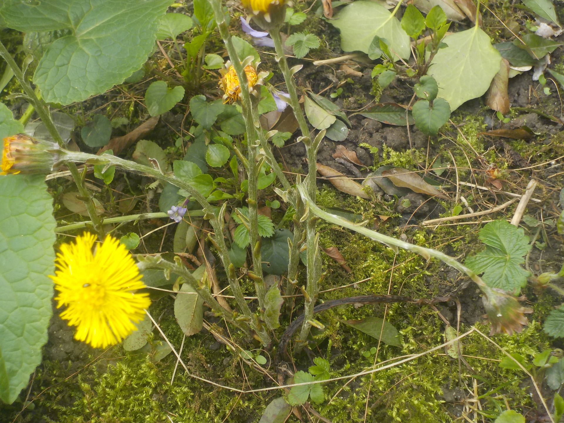 Tussilago Farfara