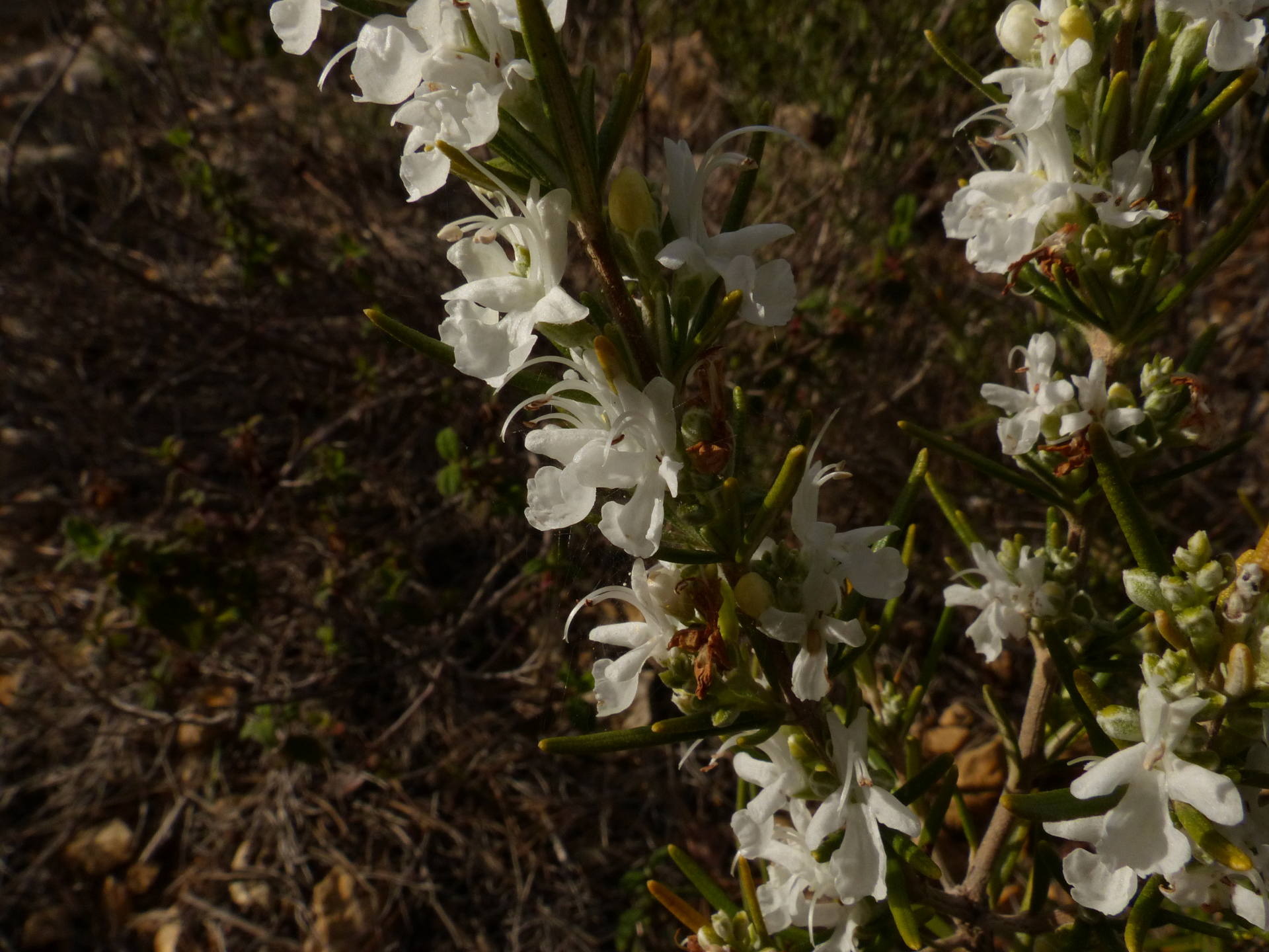 fleur de romarin blanc