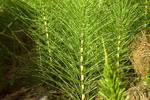 Prêle des champs Equisetum arvense