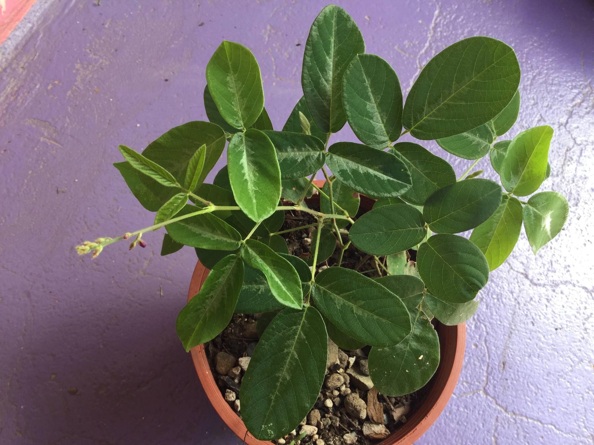 Jeune plant de desmodium adscendens