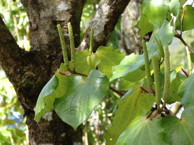 kawakawa