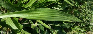 feuille aux 5 nervures