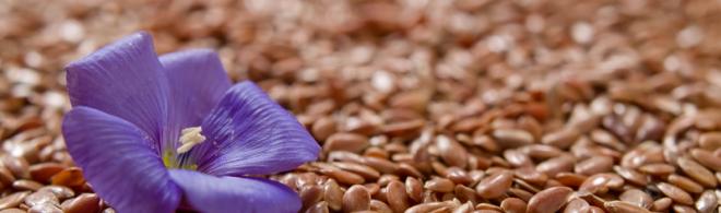 Fleur et graines de lin