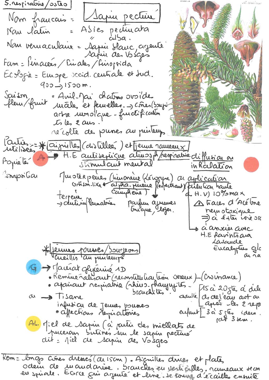 Sapin pectiné, Abies alba.