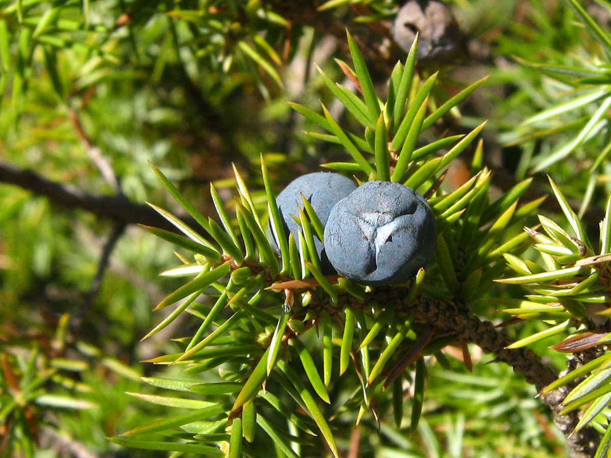 Juniperus communis