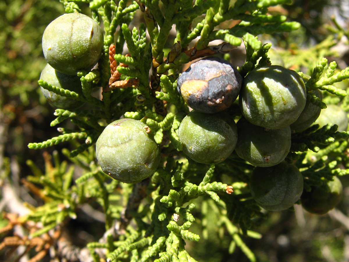 Juniperus thurifera