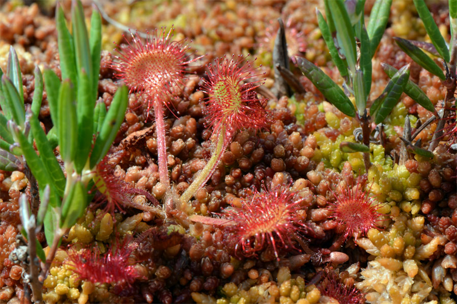 Drosera rotundifolia