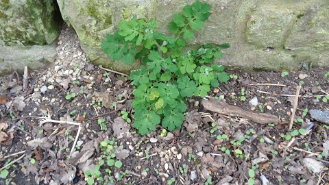 Chelidoine pas encore en fleurs