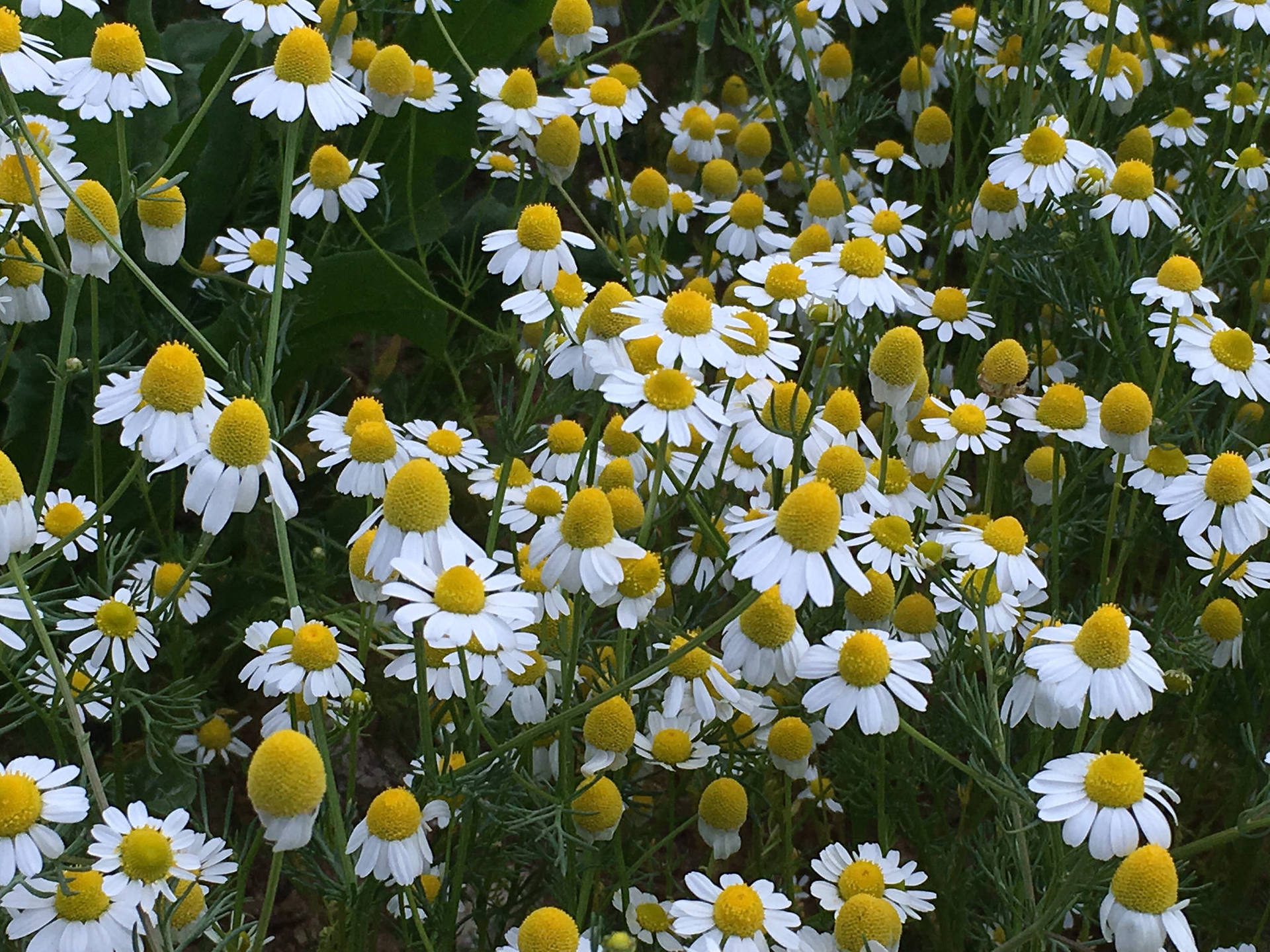 Fleurs de matricaire