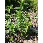 menthe poivrée