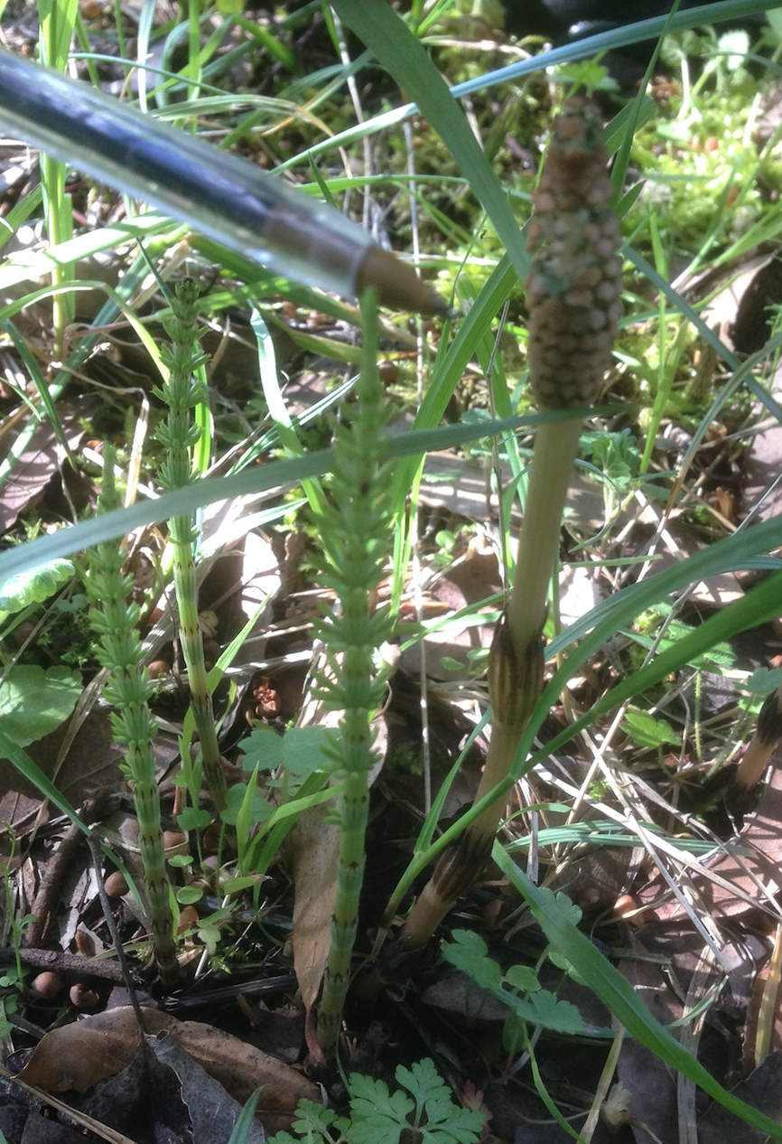 PRELE DES CHAMPS - Equisetum arvense