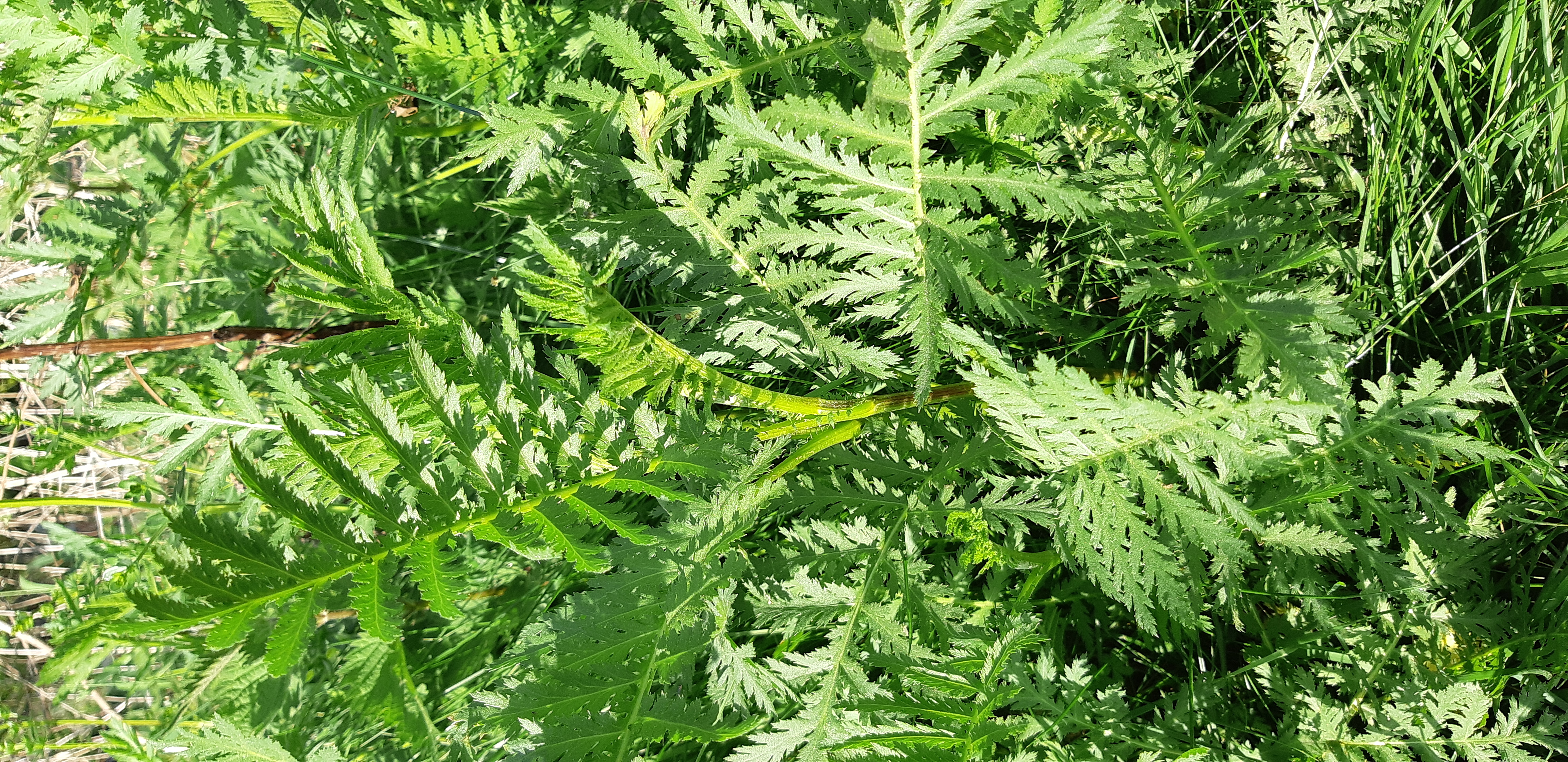 Feuilles de tanaisie