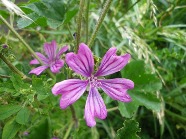 mauve sylvestre