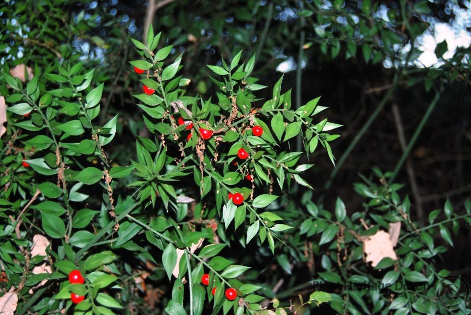 Parties vertes et fruits